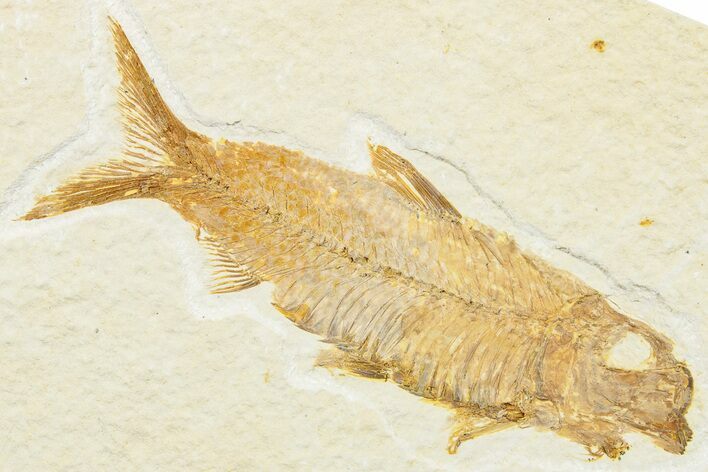 Detailed Fossil Fish (Knightia) - Wyoming #244203